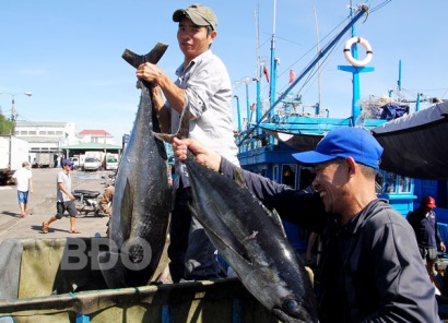 Bình Định Sản lượng khai thác cá ngừ đại dương tăng 4%