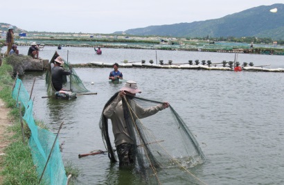 Nuôi tôm ở hạ lưu sông Bàn Thạch (Đông Hòa) Tăng cường quản lý, hạn chế dịch bệnh