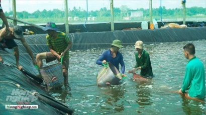 Bạc Liêu Tăng sản lượng nuôi trồng, khai thác thủy sản