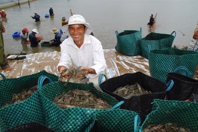 Hỗ trợ phí bảo hiểm nông nghiệp cho lúa, trâu, bò, tôm sú và tôm thẻ chân trắng