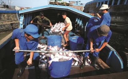 Cá Vĩnh Hoàn gặp nước