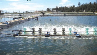 Hiệu quả từ nuôi tôm thẻ lót bạt