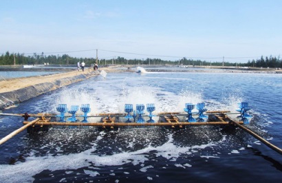 Phú Yên 6 tháng đầu năm thả nuôi hơn 1.950ha thủy sản