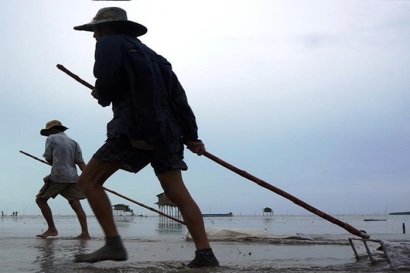 Cà Mau Huyện Ngọc Hiển sôi động mùa nghêu