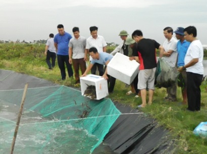 Nghiệm thu mô hình nuôi tôm sú thâm canh