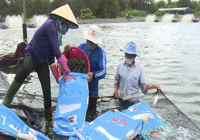 Quảng Trị Hiệu quả từ mô hình nuôi tôm 2 giai đoạn ở Hải Lăng