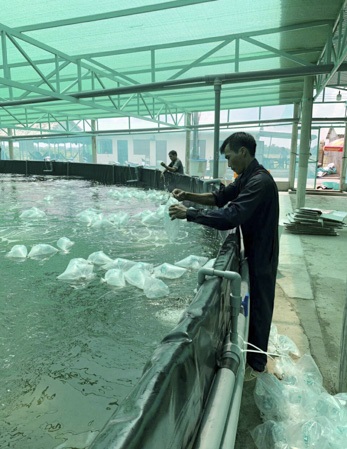 Giá tôm tăng vọt, nhiều ngư dân trúng lớn