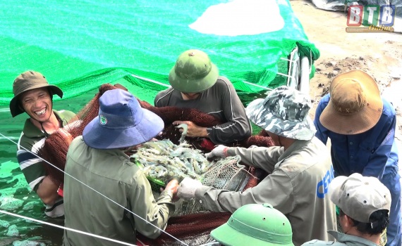 Hướng đi đúng trong nuôi tôm thẻ chân trắng