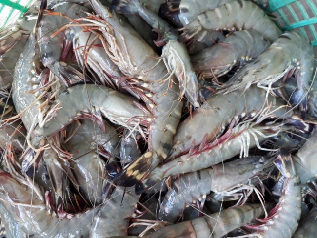 Bạc Liêu Giá tôm nguyên liệu tăng