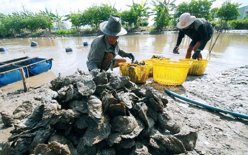 Bạc Liêu Người dân ven biển huyện Hòa Bình thu hoạch hàu