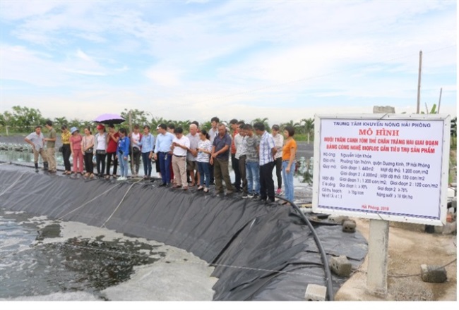 Nuôi tôm thẻ chân trắng bằng công nghệ Biofloc lãi gần 1 tỷ đồngha