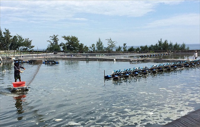 Bảo vệ tôm nuôi vụ chính