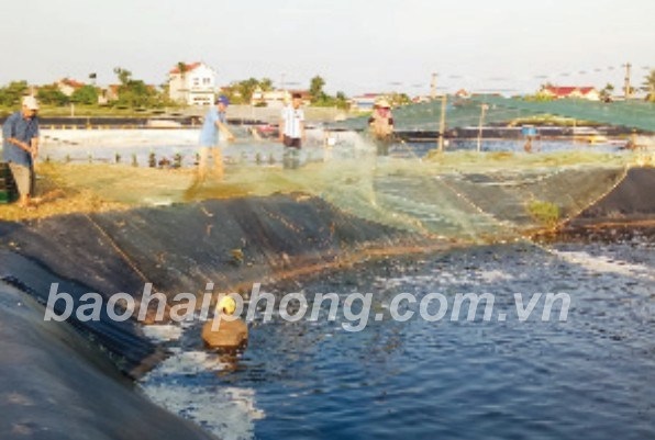 Mô hình nuôi thâm canh tôm thẻ chân trắng bằng công nghệ Biofloc Hiệu quả cao, cần nhân rộng