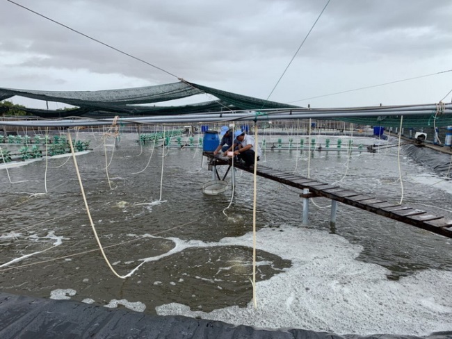 Bí quyết thành công mô hình nuôi tôm kích cỡ lớn