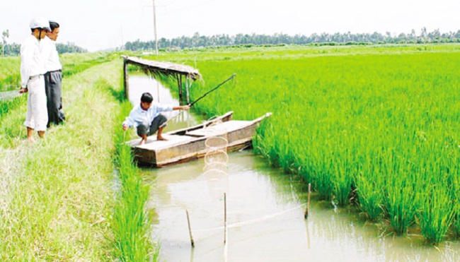 Một số lưu ý canh tác lúa trong mô hình tôm - lúa ĐBSCL