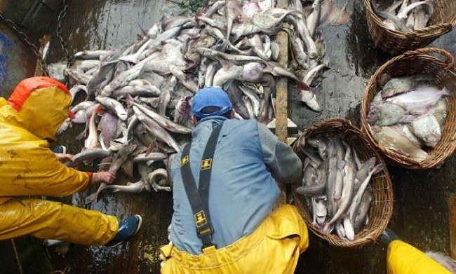 WTO kêu gọi nhanh chóng thực hiện cấm trợ cấp thủy sản có hại