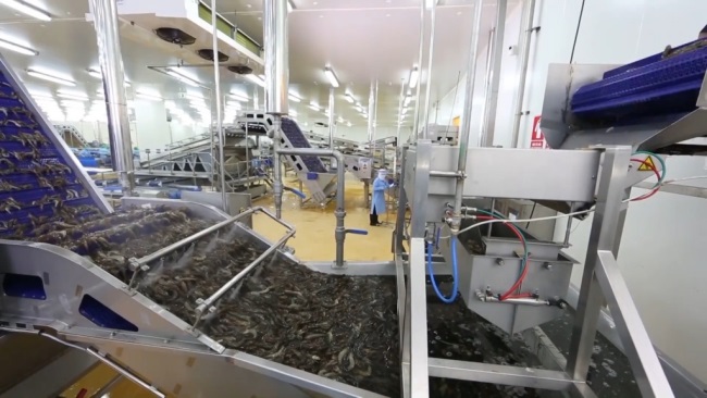 Cà Mau Triển khai dự án xây dựng và quản lý chỉ dẫn địa lý “Cà Mau” cho sản phẩm tôm sú