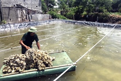 Ninh Bình Cần sớm xây dựng thương hiệu hàu giống Kim Sơn