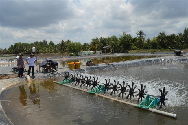 Những nhân tố quyết định đưa con tôm đi chính ngạch