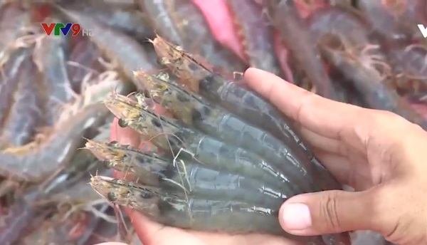 Hiệu quả mô hình nuôi tôm công nghệ cao tại Thanh Hóa