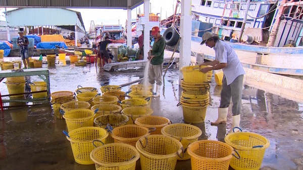 Kiên Giang doanh nghiệp thủy sản mòn mỏi chờ nguyên liệu