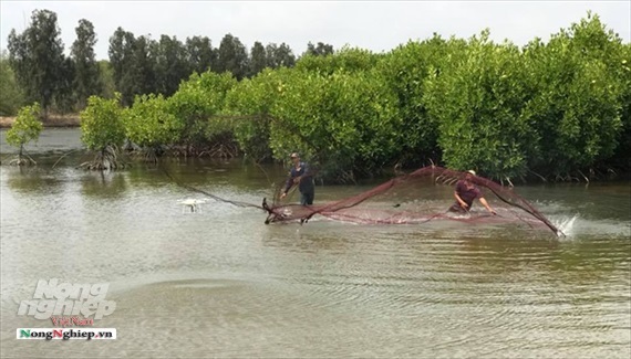 Phát huy thế mạnh tôm sinh thái hướng tới mục tiêu xuất khẩu 10 tỷ USD