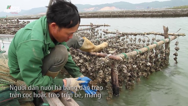 Nuôi hà ở vịnh Hạ Long cho thu nhập cao