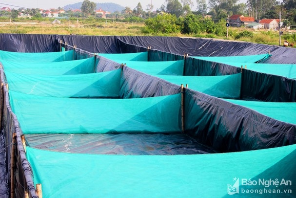 Ứng dụng công nghệ zíc zắc lọc nước nhanh trong nuôi tôm vụ đông ở Nghệ An