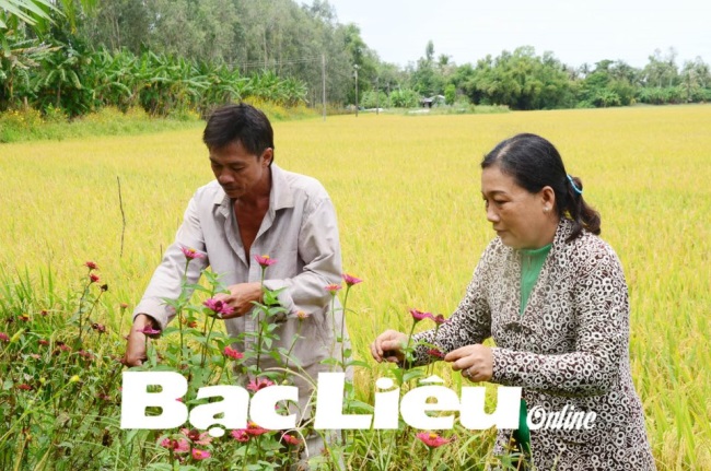 Phát triển mô hình tôm sạch, lúa an toàn