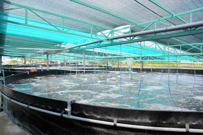 Nuôi tôm siêu thâm canh trong hồ nổi tròn ở Bạc Liêu