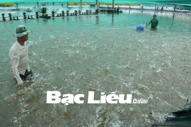 Huyện Đông Hải (Bạc Liêu) Phát triển mô hình nuôi tôm siêu thâm canh gắn với bao tiêu sản phẩm