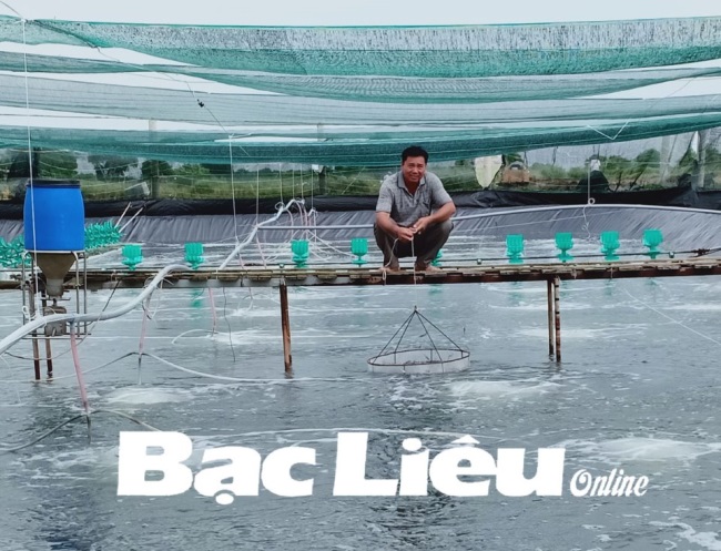 Nuôi tôm trong nhà lưới Hiệu quả cao