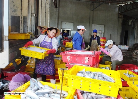 Xuất khẩu thủy sản sang Trung Quốc Nâng chất lượng, chuyển từ tiểu ngạch sang chính ngạch