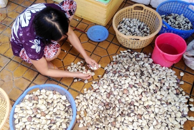 Nguồn lợi nghêu và rủi ro từ môi trường