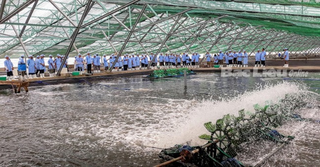 Gắn kết các mô hình nuôi tôm với phát triển du lịch