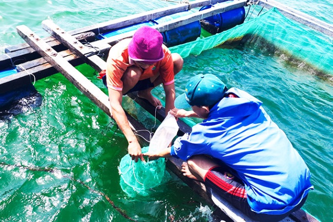 Sản xuất thành công giống nhân tạo điệp seo