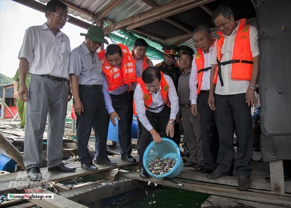 Nuôi biển Kiên Giang hướng mục tiêu 1 tỷ USD