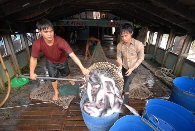 An Giang Ngành lúa gạo và thủy sản An Giang đạt kết quả nổi bật nhờ ứng dụng công nghệ cao