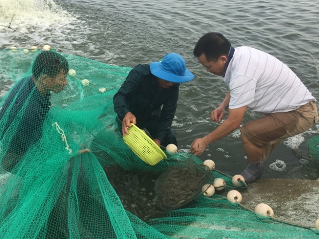 Xây dựng mô hình nuôi tôm sú bền vững