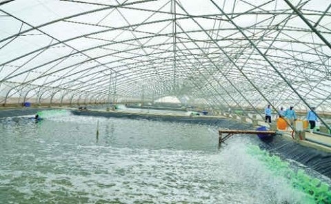 Thành phố Hồ Chí Minh cơ giới hóa lĩnh vực thủy sản