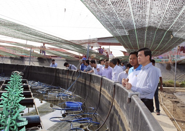 Hỗ trợ phát triển bền vững ứng dụng công nghệ cao trong nuôi tôm