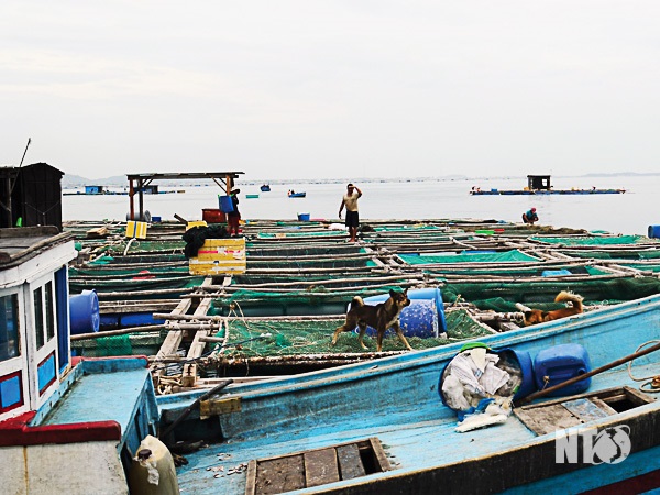 Bước phát triển mới của hoạt động nuôi trồng thủy sản