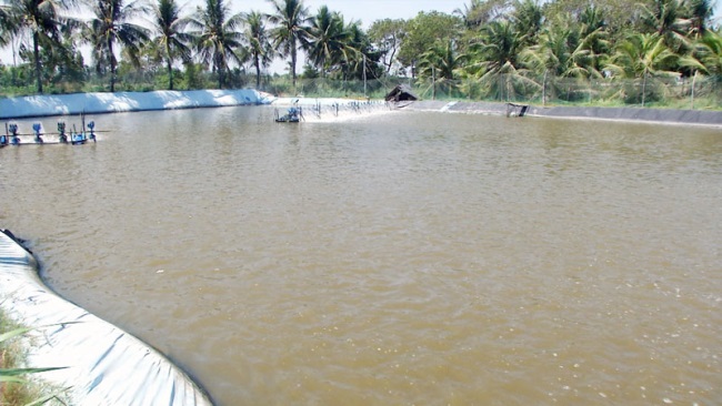 Bến Tre Thạnh Phú thả nuôi hơn 900 triệu con tôm giống