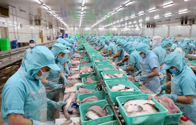 Cá tra vẫn loay hoay tìm thị phần tại thị trường nội địa