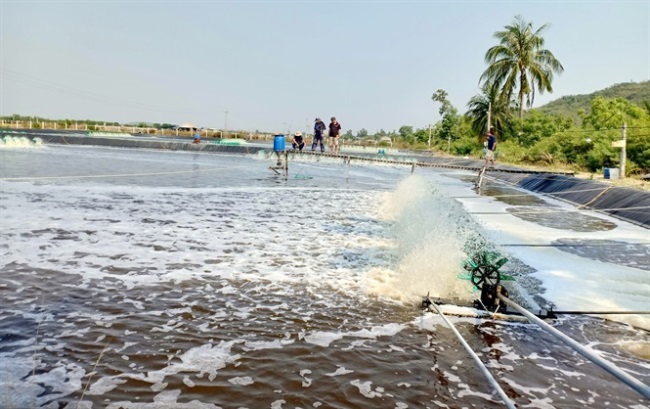 Nuôi tôm công nghệ Semi Biofloc Lãi lớn và an toàn