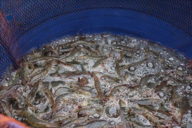 Chăn nuôi theo tiêu chuẩn VietGAP có gì đặc biệt