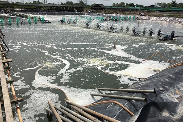 Loại thức ăn mới trong nuôi tôm