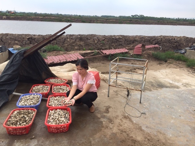 Thanh Hóa Hiệu quả mô hình sản xuất nghêu giống theo quy mô hàng hóa