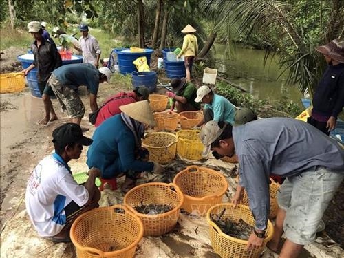Xây dựng mô hình nuôi tôm an toàn dịch bệnh