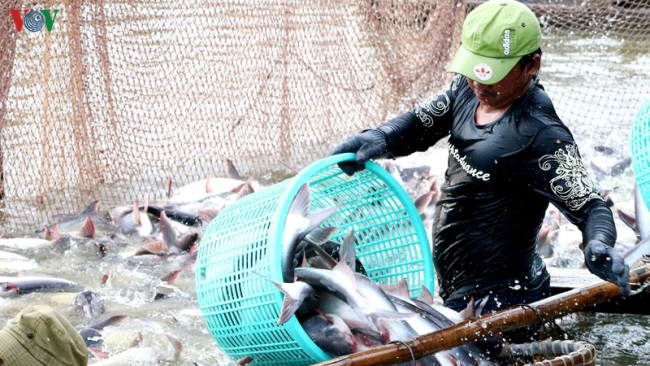 Tăng xuất khẩu cá tra Thực hiện đúng theo 2 tiêu chí bắt buộc
